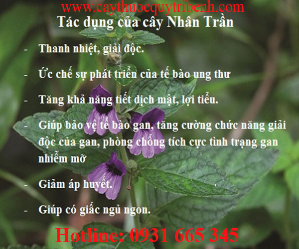 cây nhân trần