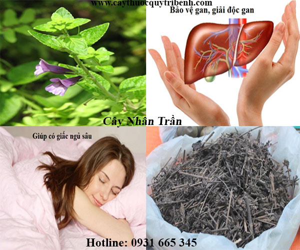 cây nhân trần