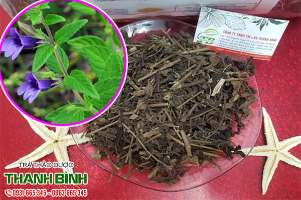 cây nhân trần thanh bình
