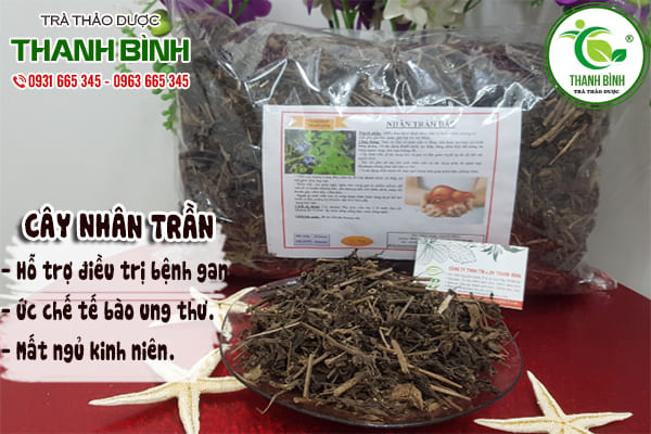 cây nhân trần thanh bình
