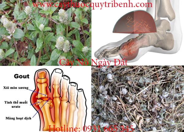 cây nở ngày đất