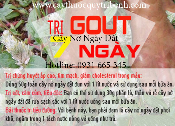 cây nở ngày đất
