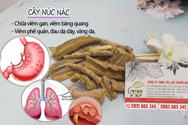 cây núc nác thảo dược thanh bình