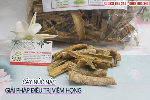 cây núc nác thảo dược thanh bình
