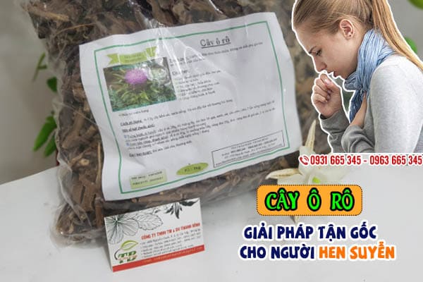 cây ô rô thảo dược thanh bình
