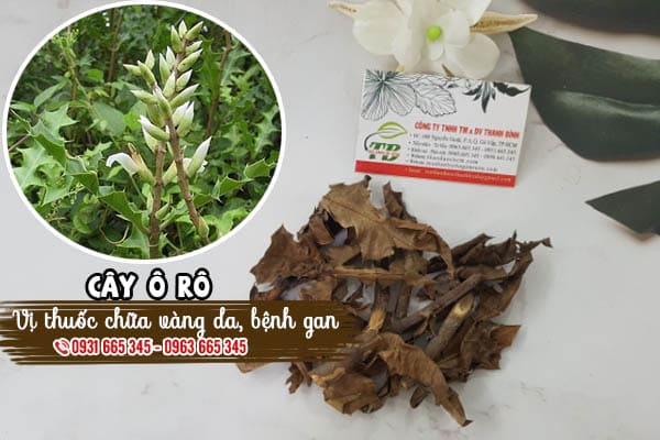 cây ô rô thảo dược thanh bình