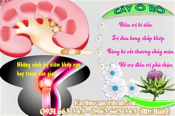 cây ô rô
