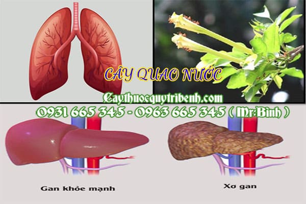 cây quao nước