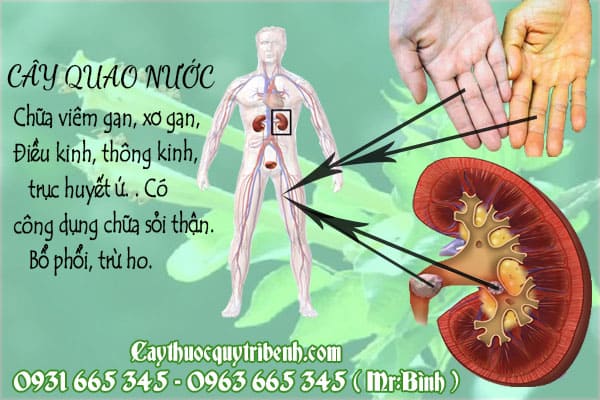 cây quao nước