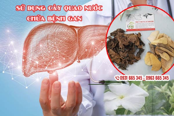 cây quao nước thảo dược thanh bình
