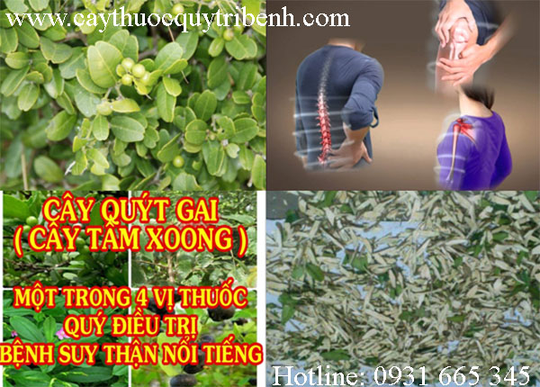 mua-cay-quyt-gai-o-dau-tai-tp-hcm-uy-tin