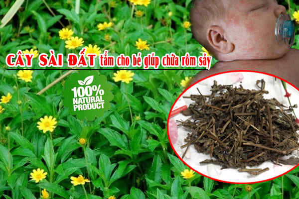 cây sài đất thảo dược thanh bình
