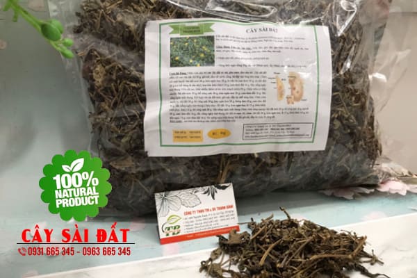 cây sài đất thảo dược thanh bình