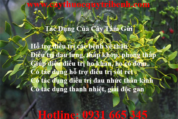 cây tầm gửi