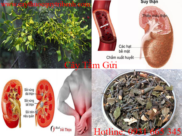 cây tầm gửi