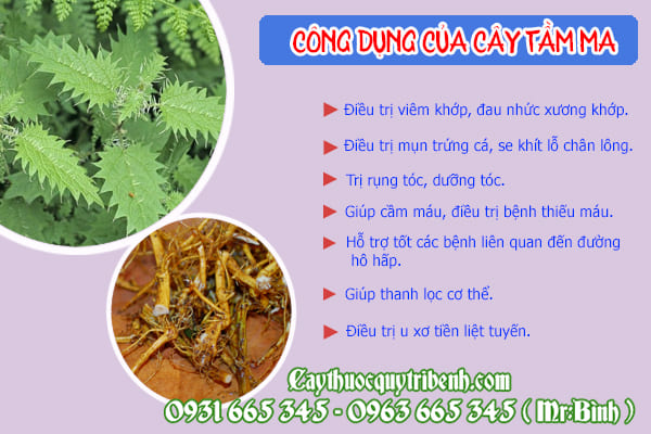 cây tầm ma (cây ngứa)