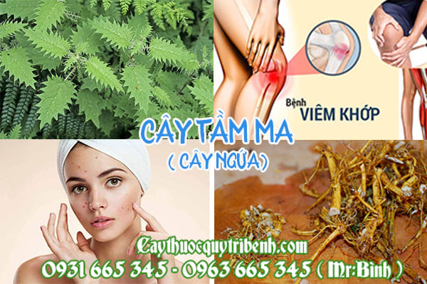 cây tầm ma (cây ngứa)