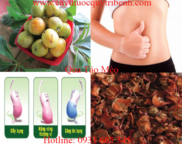 quả táo mèo