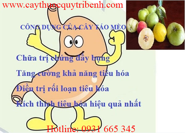 quả táo mèo