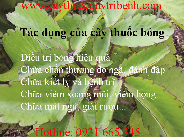 cây thuốc bỏng