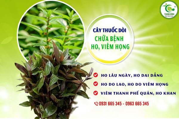 cây thuốc dòi (Bọ mắm) Thảo Dược Thanh Bình