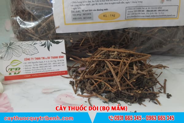 cây thuốc dòi (Bọ mắm) Thảo Dược Thanh Bình
