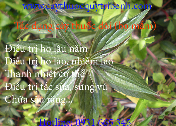 cây thuốc dòi