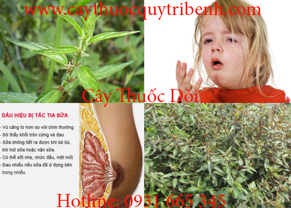 cây thuốc dòi