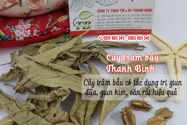 cây trâm bầu thanh bình