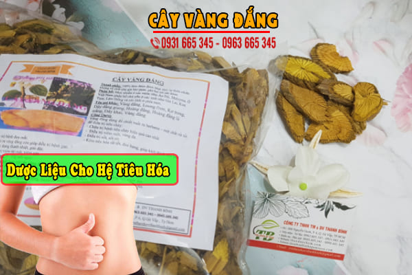 cây vàng đắng thảo dược thanh bình