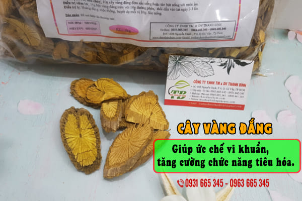 cây vàng đắng thảo dược thanh bình