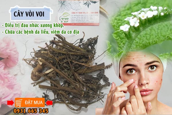 cây vòi voi Thảo Dược Thanh Bình