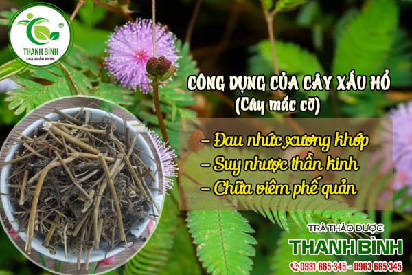 cây xấu hổ thảo dược thanh bình