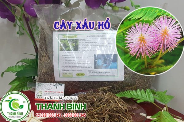 cây xấu hổ thảo dược thanh bình
