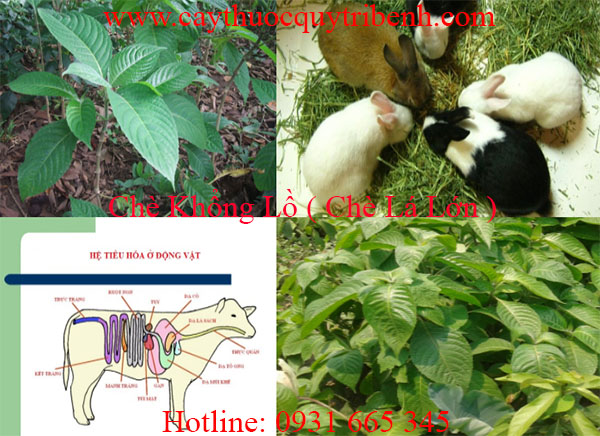 mua-che-khong-lo-che-la-lon-tai-tp-hcm-uy-tin-chat-luong-nhat