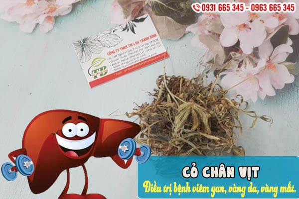 cỏ chân vịt thảo dược thanh bình
