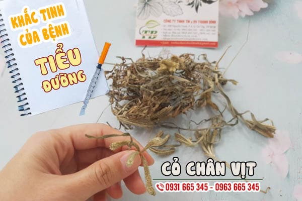 cỏ chân vịt thảo dược thanh bình