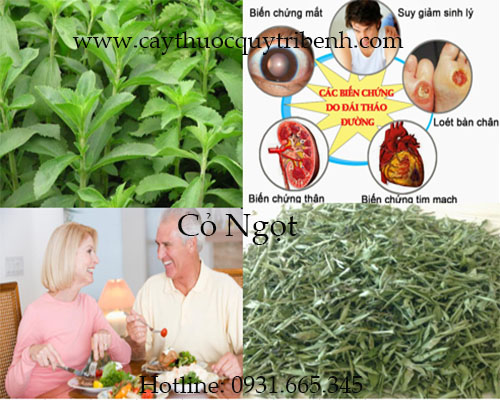 cây cỏ ngọt