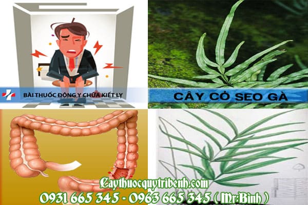 cỏ seo gà