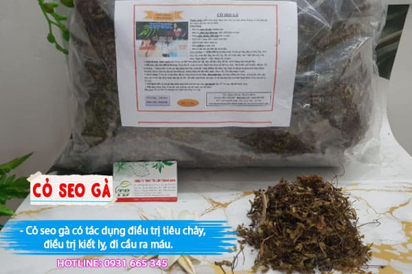 cỏ seo gà Thảo Dược Thanh Bình