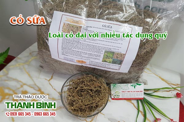 Cây cỏ sữa Thảo dược Thanh Bình
