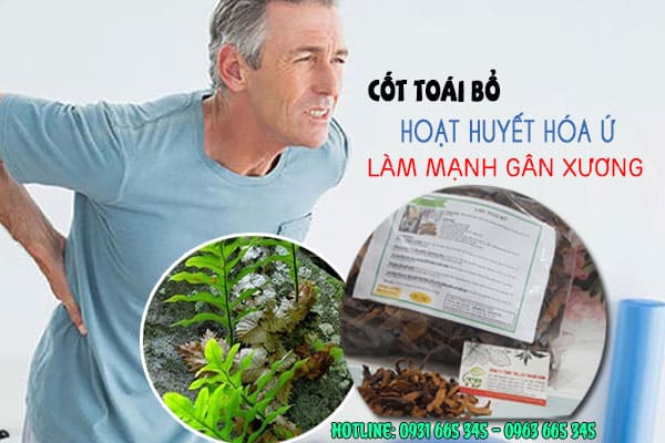 cốt toái bổ thảo dược thanh bình
