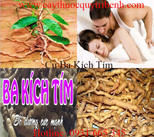 củ ba kích tím