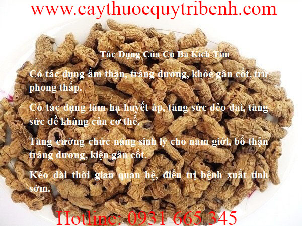 củ ba kích tím