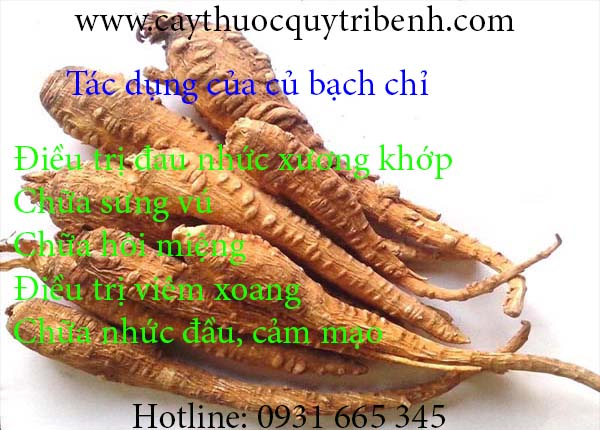 củ bạch chỉ