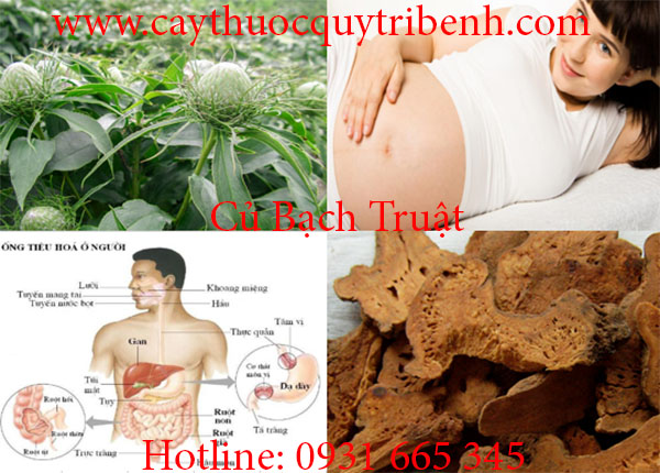 củ bạch truật