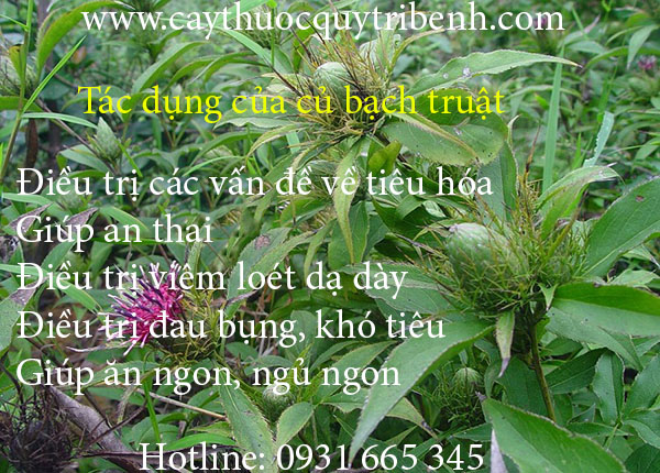 củ bạch truật
