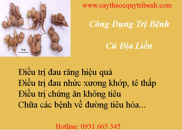 củ địa liền