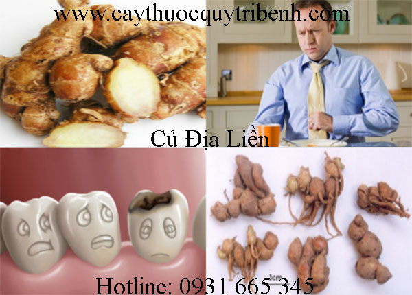 củ địa liền