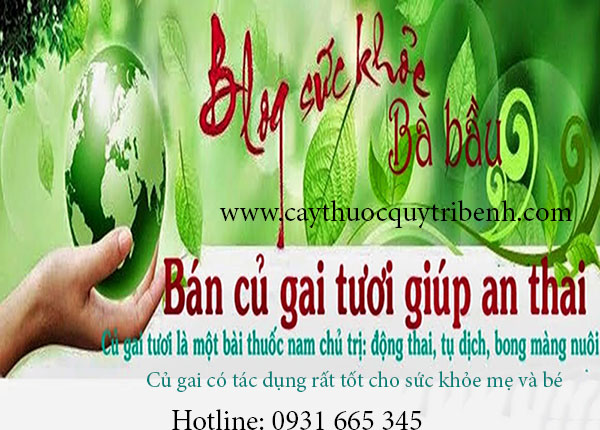 củ gai an thai